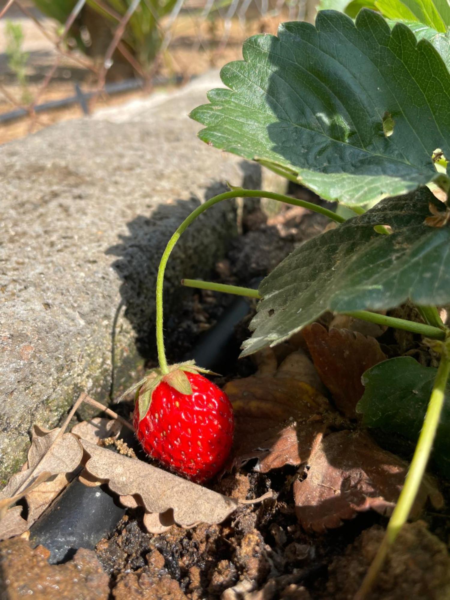 Agriturismo Podere Valdo 가보라노 외부 사진