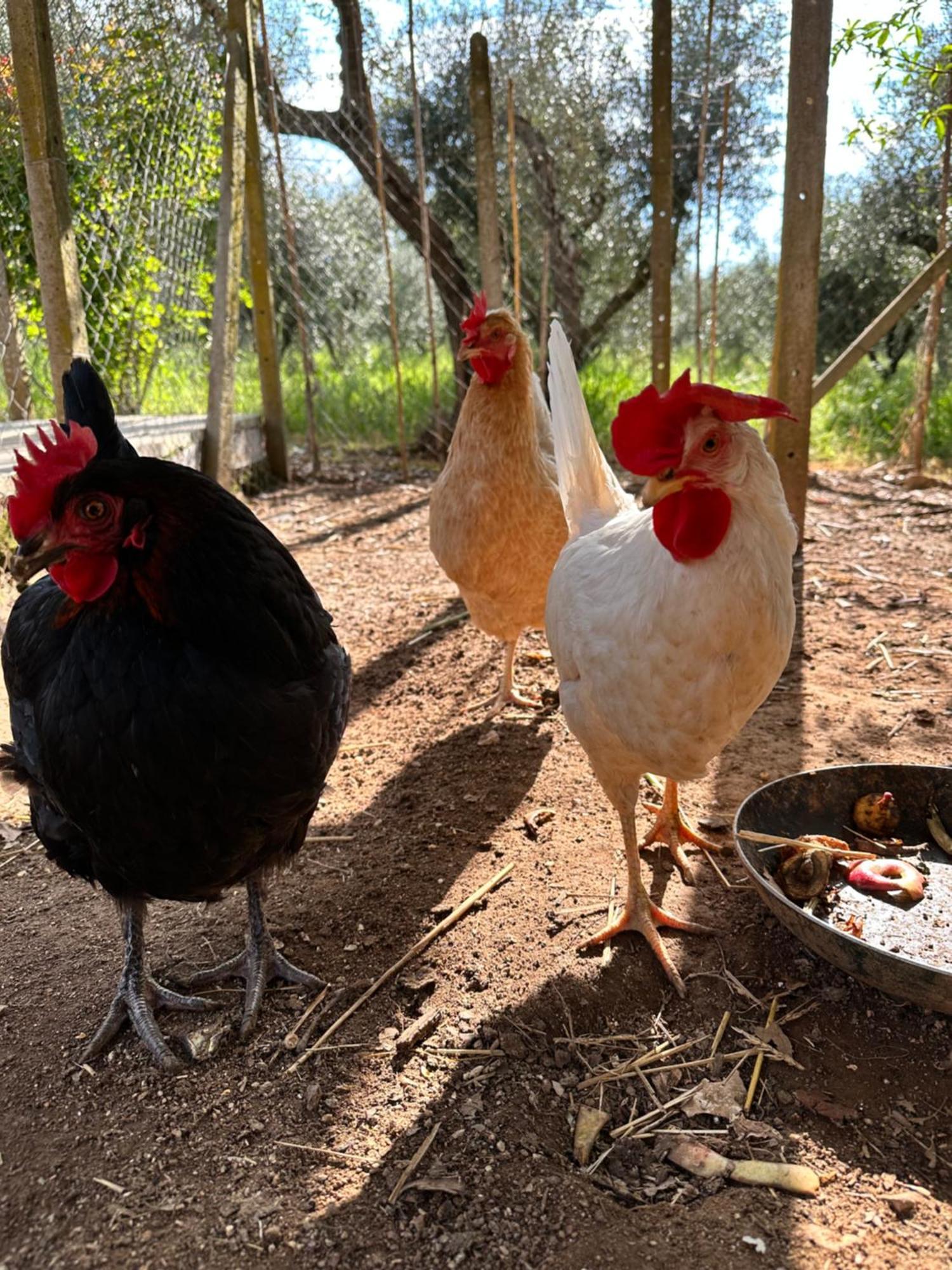 Agriturismo Podere Valdo 가보라노 외부 사진